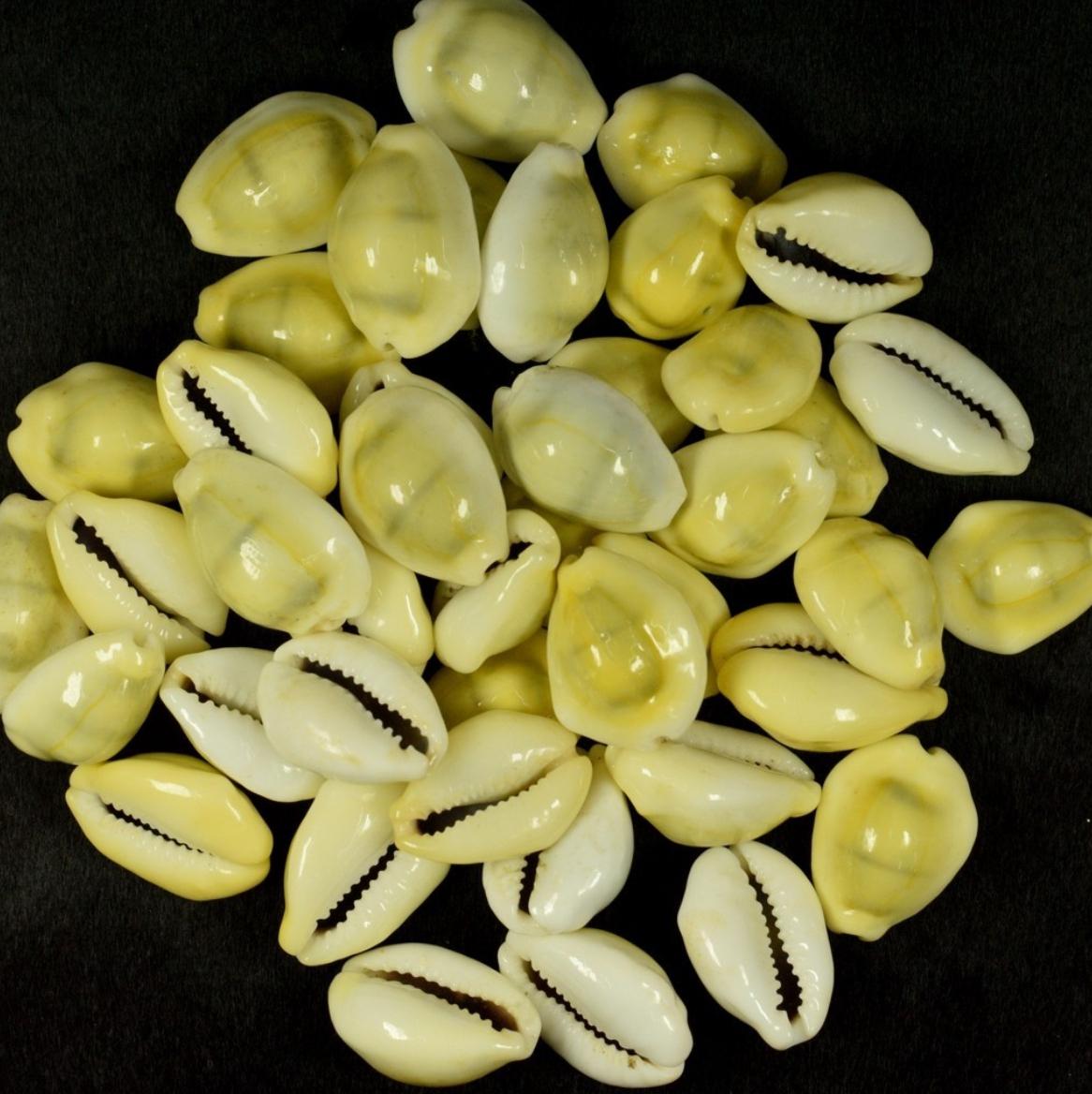 Búzio Médio Gema Amarelo Fechado Africano Importado